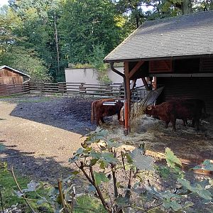Highland cattle exhibit
