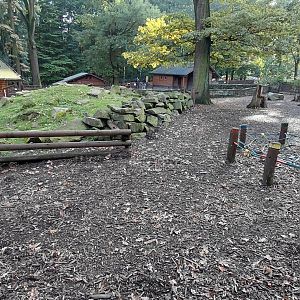 Domestic goat exhibit