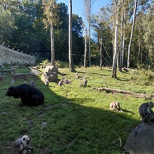 Chitwan - bear+langur exhibit