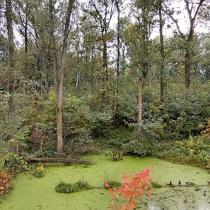Chitwan - bear+langur exhibit