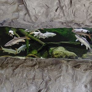 Chitwan - Kali Gandaki tank