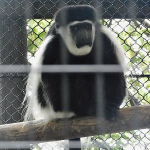 Mantled Guereza (Colobus guereza) October 11, 2025
