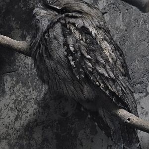 Tawny Frogmouth (Podargus strigoides) October 11, 2025