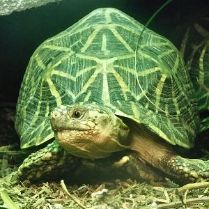 Indian Star Tortoise (Geochelone elegans) October 11, 2025