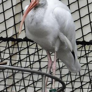 American White Ibis (Eudocimus albus) October 11, 2025