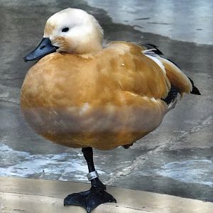 Ruddy Shelduck (Tadorna ferruginea) October 11, 2025