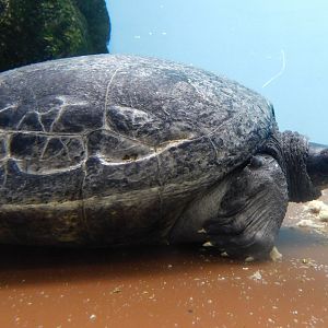 Northern River Terrapin (Batagur baska) October 11, 2025