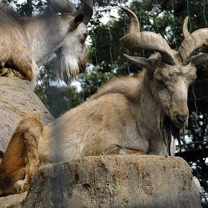 Markhor (Capra falconeri) - Yumemigasaki Zoological Park October 12, 2025