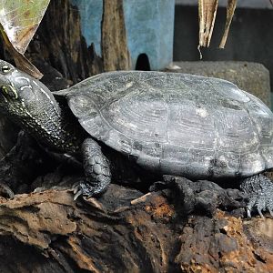 Chinese Pond Turtle (Mauremys reevesii) - Yumemigasaki Zoological Park October 12, 2025