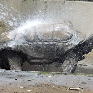 An Aldabra Giant Tortoise taking a shower -  Yumemigasaki Zoological Park October 12, 2025
