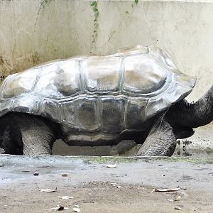 Aldabra Giant Tortoise (Aldabrachelys gigantea) - Yumemigasaki Zoological Park October 12, 2025