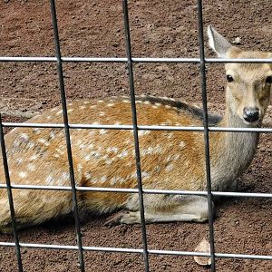 Honshu Sika Deer (Cervus nippon centralis) - Yumemigasaki Zoological Park October 12, 2025