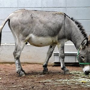 Domestic Donkey (Equus asinus) - Yumemigasaki Zoological Park October 12, 2025