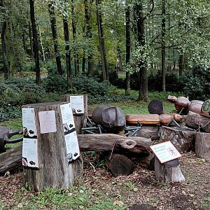 Wooden native beetles