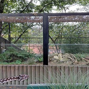 Native reptile + amphibian exhibits