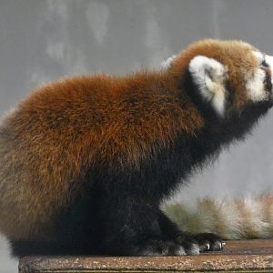 Chinese Red Panda (Ailurus fulgens styani) - Yumemigasaki Zoological Park October 12, 2025