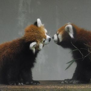 Chinese Red Panda (Ailurus fulgens styani) - Yumemigasaki Zoological Park October 12, 2025