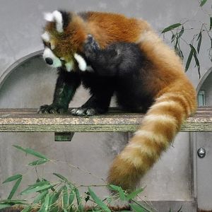 Chinese Red Panda (Ailurus fulgens styani) - Yumemigasaki Zoological Park October 12, 2025