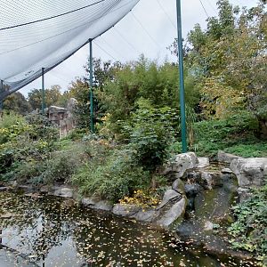 Sumatran tiger outdoor exhibit