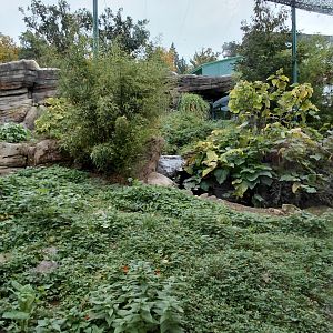 Sumatran tiger outdoor exhibit