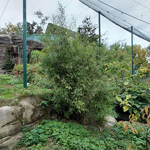 Sumatran tiger outdoor exhibit