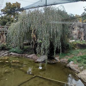 Sumatran tiger outdoor exhibit