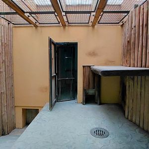 Sumatran tiger indoor exhibit