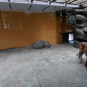 Sumatran tiger indoor exhibit