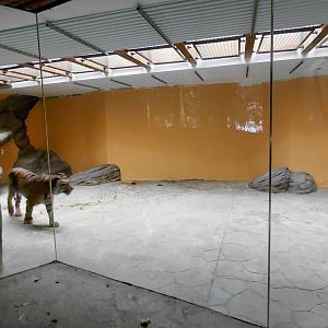 Sumatran tiger indoor exhibit