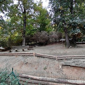 Patagonian mara exhibit