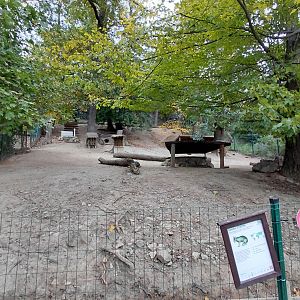 Patagonian mara exhibit