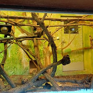 Tamarin + guinea pig exhibit