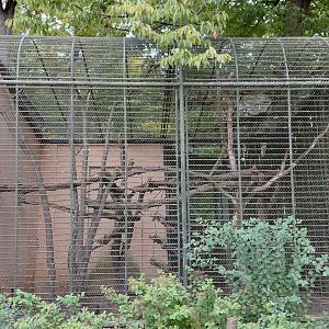 Tamarin + guinea pig exhibit