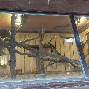 Coati indoor exhibit