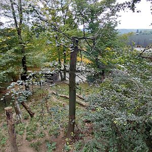 Coati outdoor exhibit
