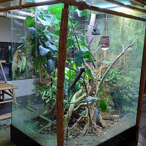 Chinese water dragon exhibit