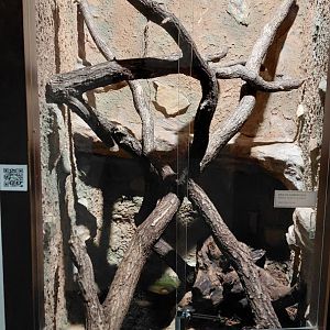 Carpet python exhibit