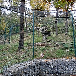 Ruffed lemur exhibit