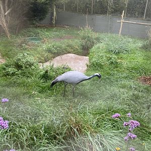 Demoiselle crane