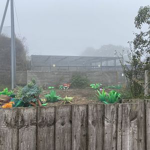 View of off-show snow leopard enclosure