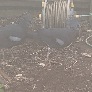 Victoria crowned-pigeons