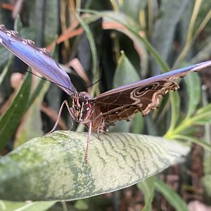 Blue morpho