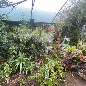 Butterfly feeding stations