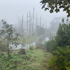 Silvery gibbon island