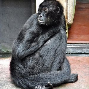 Spider Monkey (Ateles sp.) - Yumemigasaki Zoological Park October 12, 2025