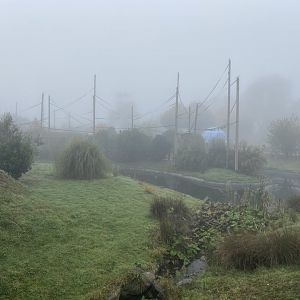 White checked gibbon island