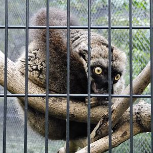 Brown Lemur (Eulemur fulvus) - Yumemigasaki Zoological Park October 12, 2025