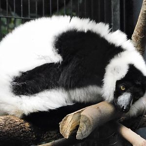 Black and White Ruffed Lemur (Varecia variegata) - Yumemigasaki Zoological Park October 12, 2025