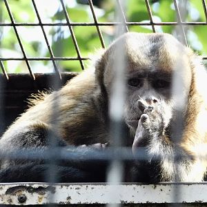 Tufted Capuchin (Cebus apella) - Yumemigasaki Zoological Park October 12, 2025