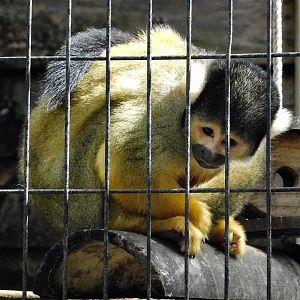 Bolivian Squirrel Monkey (Saimiri boliviensis) - Yumemigasaki Zoological Park October 12, 2025